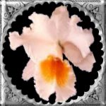 Welcome to Linda's Orchid Page
